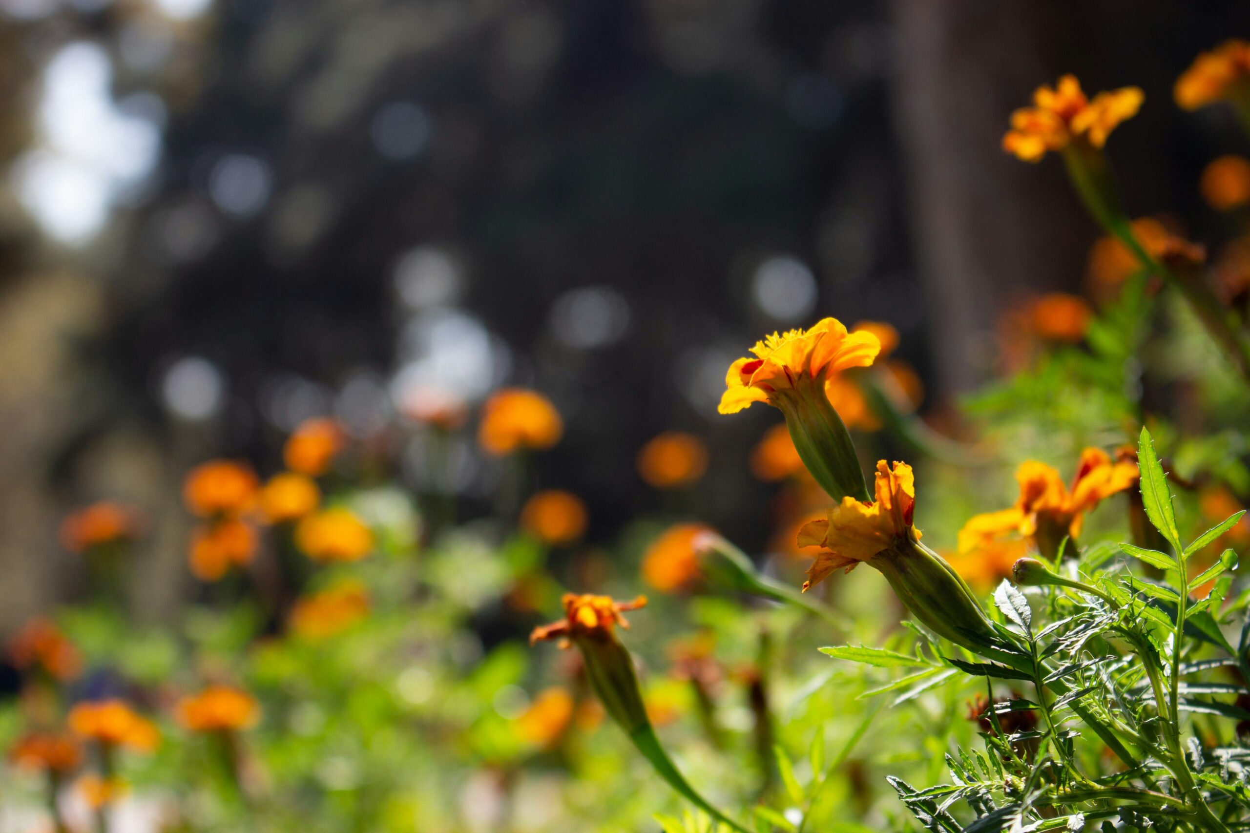 Haddam Garden Club